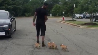 Tiny, Adorable Dogs Attend NFL Training Camp